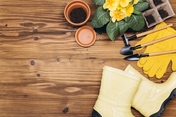 Gardening background. Hyacinth and primula flowers with garden tools on the wooden background. Top view with copy space.