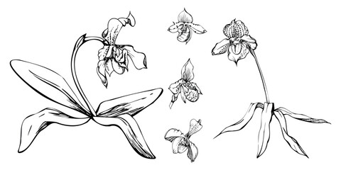 Hand drawn vector ink orchid flowers, stems, leaves, monochrome, detailed outline. Composition with branches. Isolated on white background. Design for wall art, wedding, print, tattoo, cover, card. © Elena