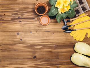 Gardening background. Hyacinth and primula flowers with garden tools on the wooden background. Top view with copy space.