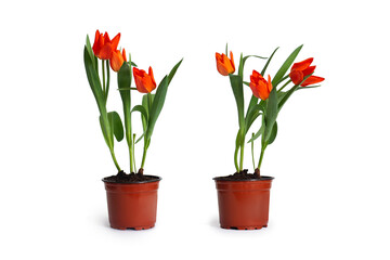 tulips in a pot. spring time 