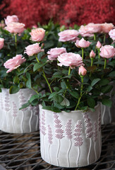 Fototapeta na wymiar Beautiful pink roses potted at the greek flower garden shop in spring.