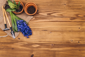 Spring gardening background with hyacinth flowers, bulbs, Tubers, shovel and soil on the wooden garden table