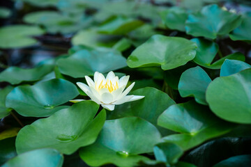 lotus flower , white flowers, water lilies, water background .aquatic flowering plant.tropical parts of the world. Water lilies provide food for fish and wildlife.
