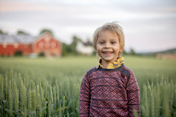 Cute toddler child, playing in a green field in Norway on sunset, happiness