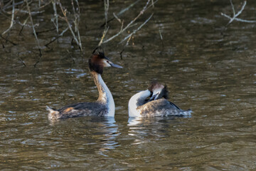 Great crested grebe courtship dance