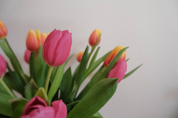 bouquet of pink and yellow tulips across white wall, Copy space. Floral background. Postcard design. Wedding invitation	
