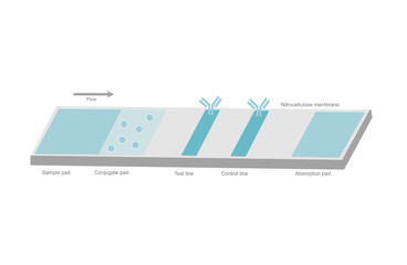 The architecture of Lateral flow test or Rapid test kit  that show the important element in cassette:  Control and test line, Sample, Conjugate and Absorption pad on the nitrocellulose membrane.