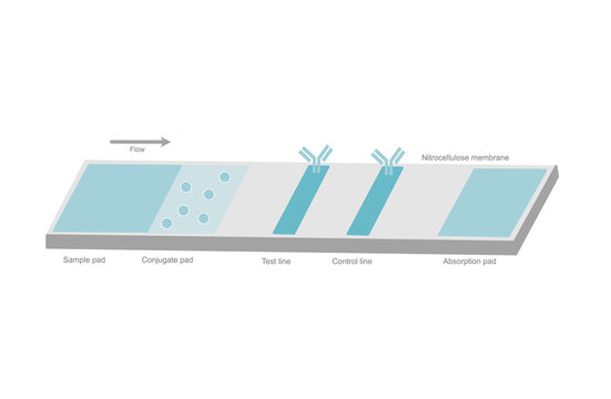 The architecture of Lateral flow test or Rapid test kit  that show the important element in cassette:  Control and test line, Sample, Conjugate and Absorption pad on the nitrocellulose membrane.