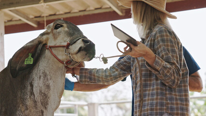 Brahman cattle being checked for health by a livestock doctor and rancher in a clean pen. cattle breeding farm
