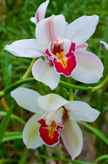 Naklejka na ściany i meble Phalaenopsis orchid blooming in a greenhouse, close-up