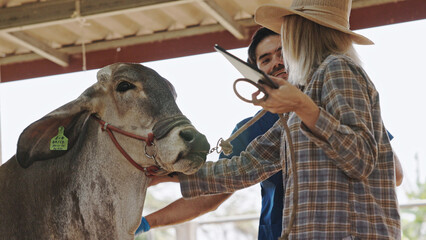 Brahman cattle being checked for health by a livestock doctor and rancher in a clean pen. cattle breeding farm