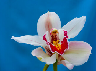 Phalaenopsis orchid blooming in a greenhouse, close-up