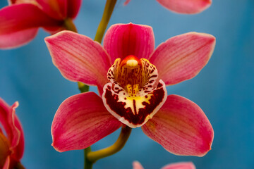 Fototapeta na wymiar Phalaenopsis orchid blooming in a greenhouse, close-up