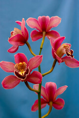 Phalaenopsis orchid blooming in a greenhouse, close-up