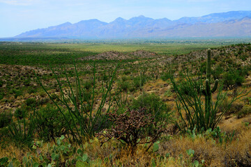 Naklejka premium Early Morning Saguaro National Park