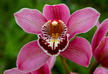 Phalaenopsis orchid blooming in a greenhouse, close-up