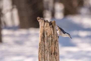 nut hatch on post