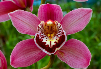 Phalaenopsis orchid blooming in a greenhouse, close-up