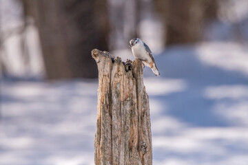nut hatch on post