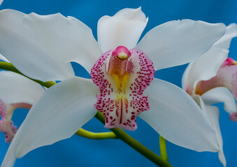 Phalaenopsis orchid blooming in a greenhouse, close-up