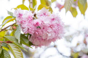 Cherry blossom in full bloom. Twig with Cherry flowers in small clusters on a cherry tree branch, fading in to white. selective focus.Romantic springtime ,natural background
