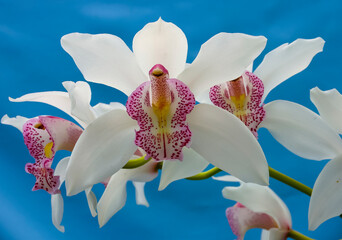 Phalaenopsis orchid blooming in a greenhouse, close-up