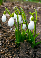 Galanthus elwesii (Elwes's, greater snowdrop) in the wild. Red Book Ukraine