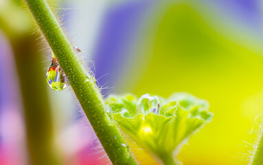 Water drops on a branch close-up.