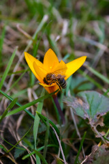 Honey bee collects nectar and pollen on a yellow crocus in early spring