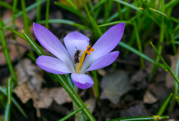 Fototapeta premium Garden crocuses bloom in spring in the botanical garden