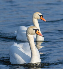 Fototapeta premium Mute swan, Cygnus olor. Two beautiful birds floating on a river