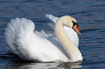 Naklejka premium Mute swan, Cygnus olor. A gorgeous male floats down the river