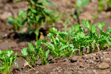 Green and fresh cilantro (coriander) growing in vegetable garden,  Organic coriander leaves