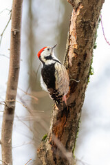Middle spotted woodpecker with food in a beak