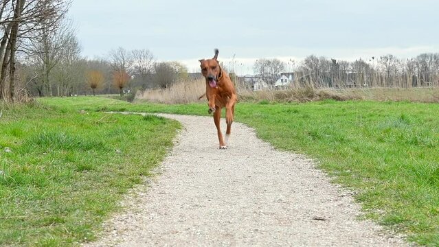 Close-up Rhodesian ridgeback dog running towards camera in the park alley