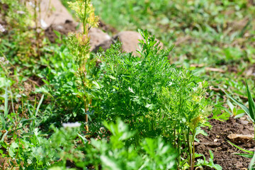 Green and fresh cilantro (coriander) growing in vegetable garden,  Organic coriander leaves