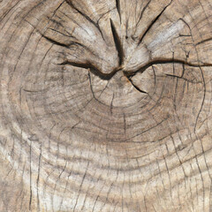 texture cut of old wood transverse