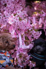cute puppys and cherry blossom Sakura in spring Tokyo
