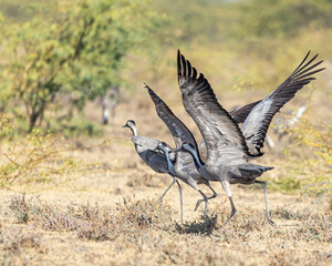 A pair of common cranes taking off
