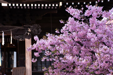 Cherry Blossom, Sakura in Tokyo
