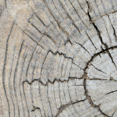 texture cut of old wood transverse