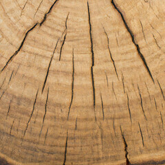 texture cut of old wood transverse