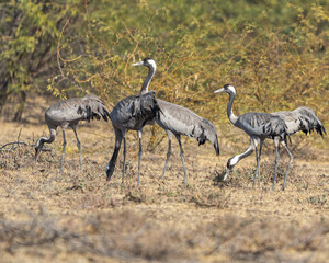 A group of grazing common cranes