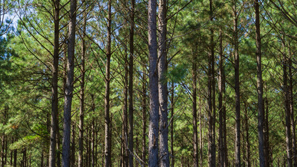 Fototapeta na wymiar pine tree forest