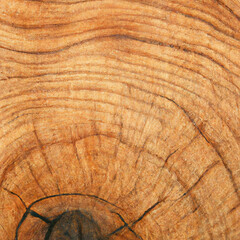 texture cut of old wood transverse