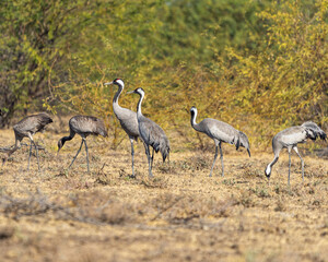 A flock of common cranes grazing