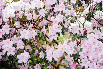 Blooming pink azalea flowers close up nature spring background. floral background lush fresh azalea flowers. Beautiful Rhododendron. springtime in botanical garden. Bush in bloom. Place for text.