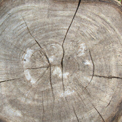 texture cut of old wood transverse
