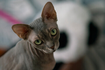 Sphinx cat under the covers, just woke up.