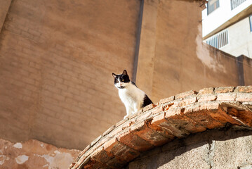 black and white cat siting on a brick roof on a sunny day